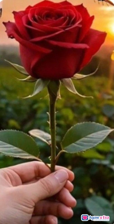 For ladies who seek pleasure and variety