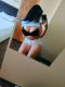 🎀 Elvyrrra waits your call...  🎀📲  - Снимка 2