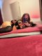 VANESSA STIL ELIT 🔞 BY APPOINTMENT ONLY AND HALF TRANSLATION  - Снимка 1