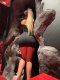 A little temptation  - Снимка 4