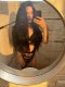 Amira - Massage + French + sex 🔥I have a colleague for 3🔥  - Снимка 12