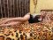 New escort in city - Снимка 1