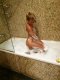 Body to body massage  - Снимка 9