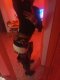 $$WILD$$ SWEET &amp; PLAYFUL 24/7 STOP.. - Снимка 1