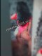Транс Никол Дълбоко гърло машинка 💋👄❤️😋 - Снимка 5