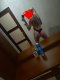 🔥Wild cat🔥✅You can also take advantage of the GFE service  - Снимка 3