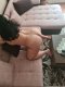 Sexy appetizing chick 40EVR - Снимка 0