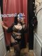 New escort  - Снимка 1