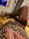  🍆 Кралица на Френската💦Пасивна💦Травестит - Снимка 5