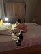New in town all night with me 4 hours 500 euros full extras 💞 - Снимка 3