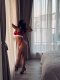 🔥NEW HOT ESCORT 🔥 - Снимка 1
