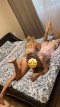 Pleasant company Discretion only today in your city ❤️❤️❤️ - Снимка 5