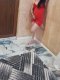 New chick Varna  - Снимка 3