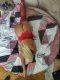🔞 В гр.Хасково съм ! Палавата Блонди порно кучка ,Секс машина - Снимка 11