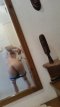 Активен пасивен 19см ксрамелчо - Снимка 1
