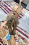 ⚜️Top Escort Blondy 💋Палаво котенце 💋 100% Reall - Снимка 9