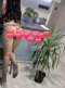 Come and make all your fantasies come true 💋 - Снимка 2