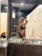 Отговарям само в WhatsApp 📲 💋  - Снимка 4