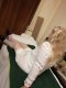 An experienced lady offers a relaxing massage with a happy endin - Снимка 21